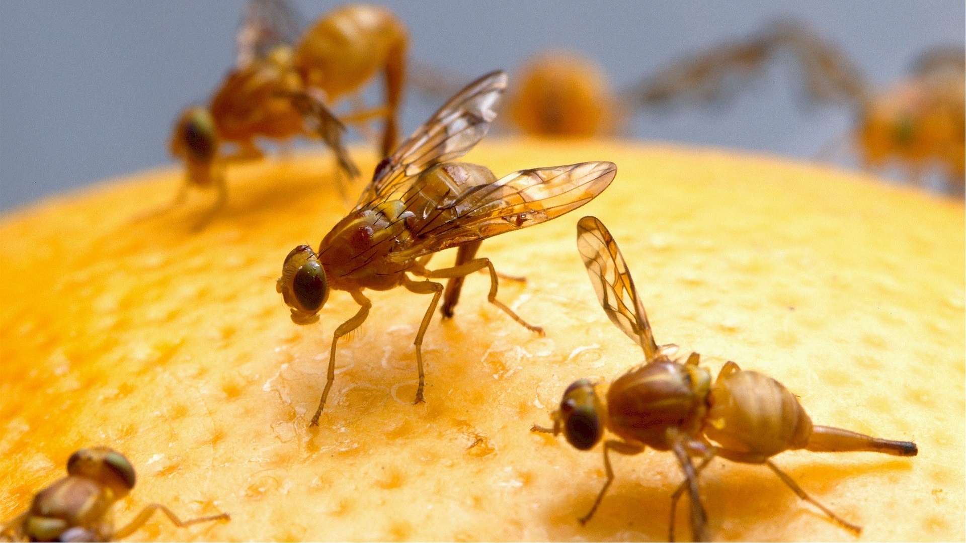 Fruchtfliegen fangen - so gehen Sie vor | CHIP